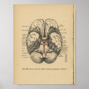 Poster Cerveau d'impression d'anatomie d'Allemand du cru
