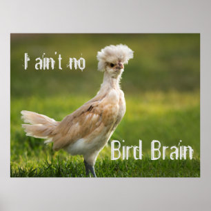 Poster Cerveau d'oiseaux Drôle poulet