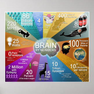 Poster Cerveau en chiffres
