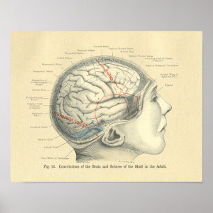 Poster Cerveau et crâne anatomiques vintages Frohse