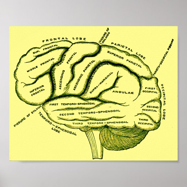 Poster Cerveau humain (Devant)