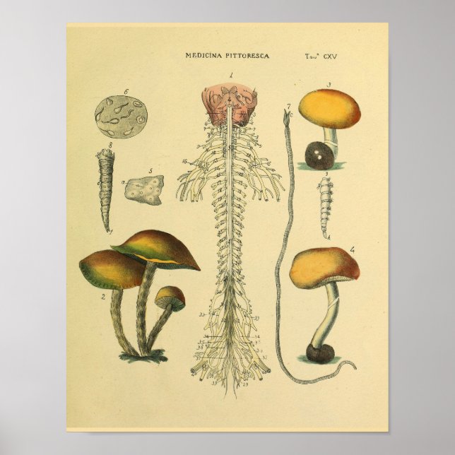 Poster Cerveau Nerves de colonne vertébrale Anatomie Cham (Devant)