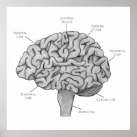 Cerveau Scientifique