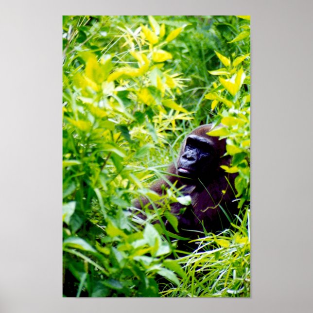 Poster C'est bizarre d'être un gros singe. (Devant)