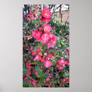 Poster Chaenomeles japonica, coing ornemental