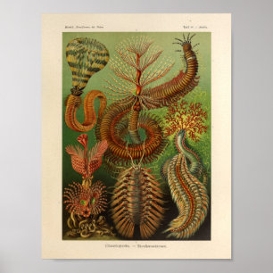 Poster Chaetopoda vintage Color Ernst Haeckel Art Imprime