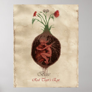 POSTER CHAKRA FAE - BASE