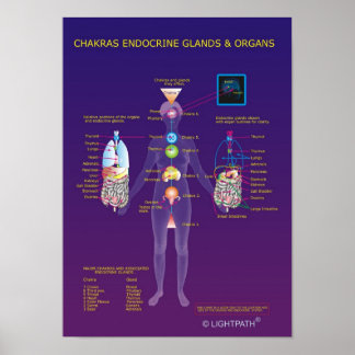 Poster Chakras Endocrine Glands et Organs