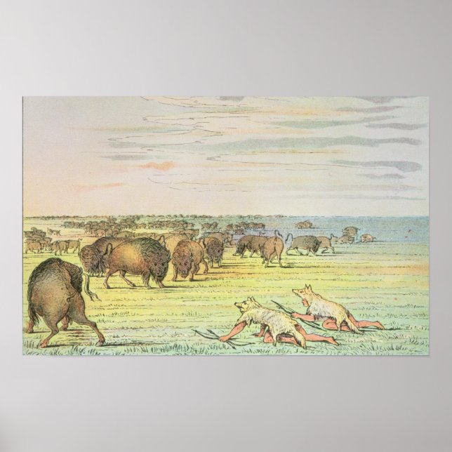 Poster Chaleur de buffle (Devant)