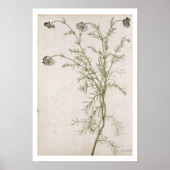 Poster Chamaemelum nobile Allioni, c.1568 (Devant)