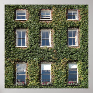 Poster Chambre de ville de Dublin Windows et lierre