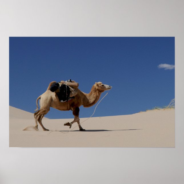 Poster chameau (Devant)