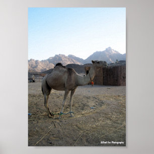 Poster Chameau bébé dans le désert