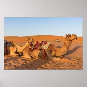 Poster Chameaux dans le désert d'Oman