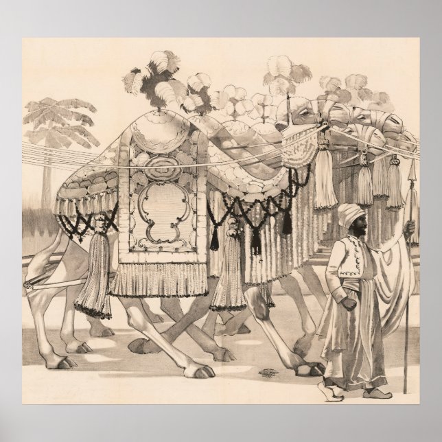 Poster Chameaux Marchant Habillés En Costume (Devant)