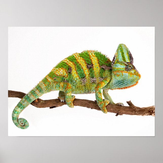 Poster Chameleon (Devant)