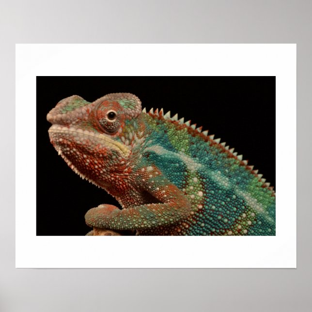 Poster Chameleon (Devant)