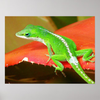 Poster Chameleon 1