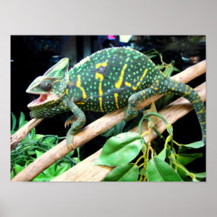 Poster Chameleon coloré