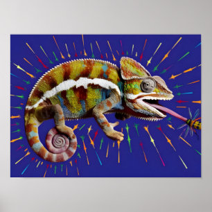 Poster Chameleon coloré à coloration oculaire