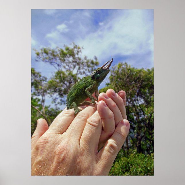 Poster Chameleon de Jackson (Devant)