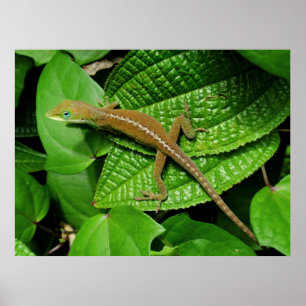 Poster Chameleon hawaïen