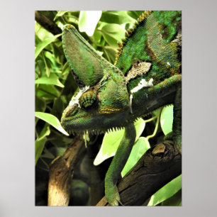 Poster Chameleon voilé