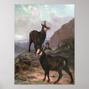 Poster Chamois par CE Swan, Les chèvres dans les montagne