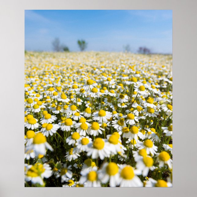 Poster Chamomile Field (Devant)