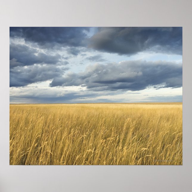 Poster Champ avec nuages de tempête (Devant)