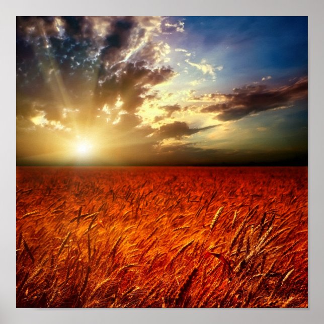 Poster Champ de blé et couchers de soleil (Devant)