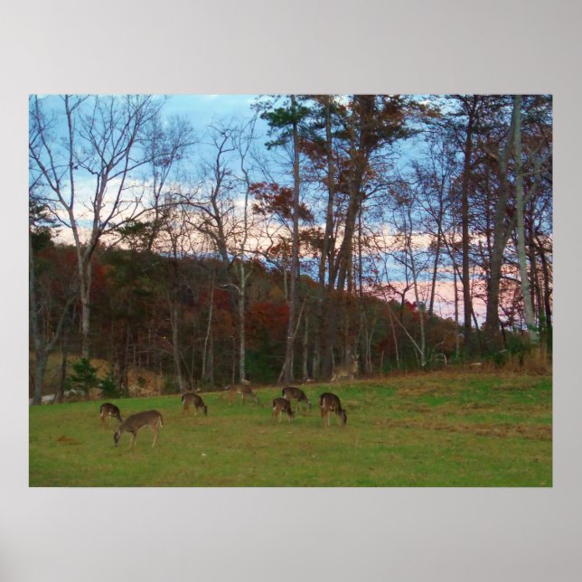Poster Champ de cerf et un SunSet rose (Devant)
