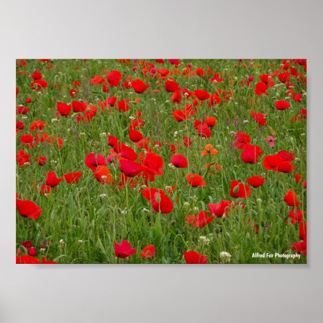 Poster Champ de coquelicots (Devant)