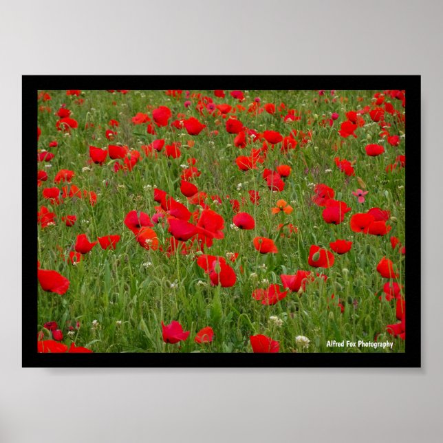 Poster Champ de coquelicots (Devant)