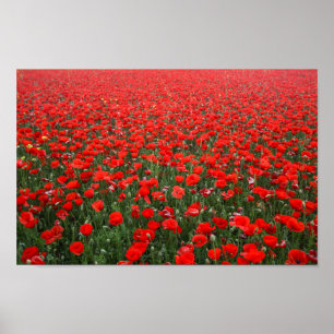 Poster Champ de Coquelicots