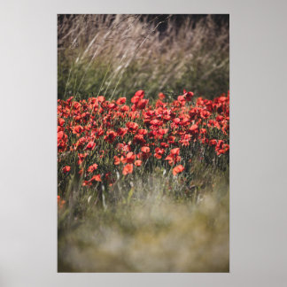 Poster Champ de coquelicots vibrant en Flandre