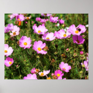 Poster Champ De Cosmos Rose Effet Orton Fleur