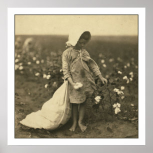 Poster Champ de coton