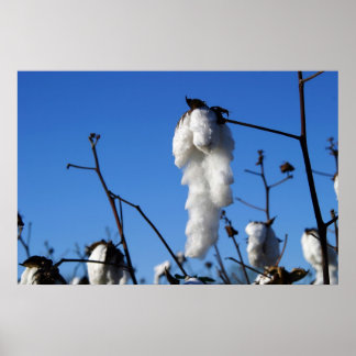 Poster Champ de coton