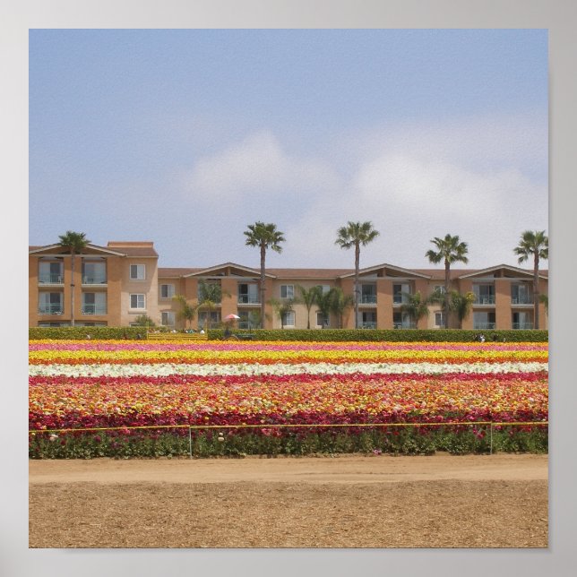 Poster Champ de fleurs Carlsbad (Devant)