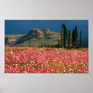 Poster Champ de fleurs de Cosmos, district de Fouriesburg