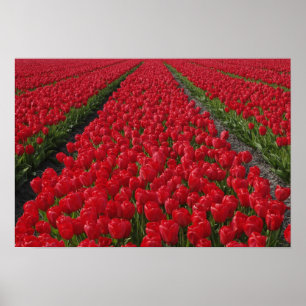 Poster Champ de fleurs de tulipes, Pays-Bas, Hollande