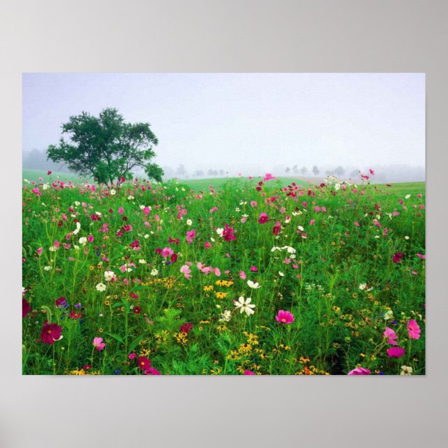 Poster Champ de fleurs du Kentucky (Devant)