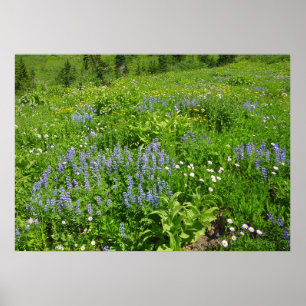 Poster Champ de Fleurs sauvages au Mont Rainier