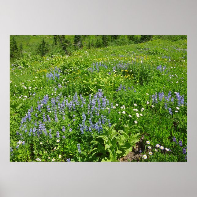 Poster Champ de Fleurs sauvages au Mont Rainier (Devant)