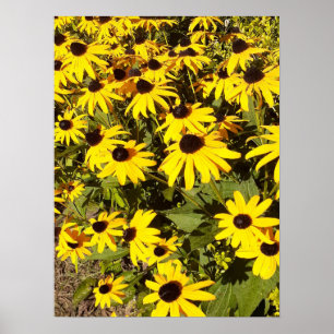 Poster Champ de Fleurs sauvages jaunes