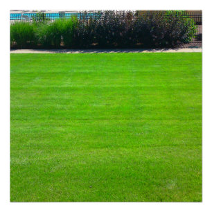 Poster Champ de l'affiche parfaite de l'herbe