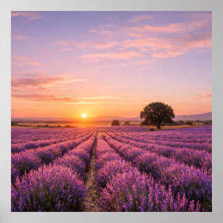 Poster Champ de lavande en fleurs au coucher de soleil do