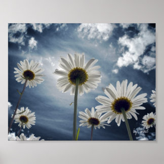 Poster Champ de marguerite