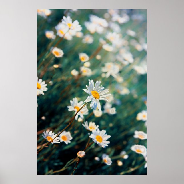 Poster Champ de marguerite (Devant)